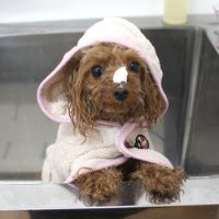 【池下店】2018年5月9日のワンちゃん達♪