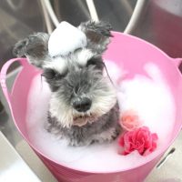 【池下店】2018年5月10日のワンちゃん達♪