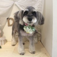 【本店】2018年5月26日のワンちゃん達♪