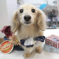 【池下店】2018年5月11日のワンちゃん達♪