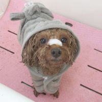 【本店】2018年5月18日のワンちゃん達♪