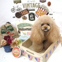 【池下店】2018年5月12日のワンちゃん達♪