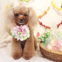 【本店】2018年5月17日のワンちゃん達♪