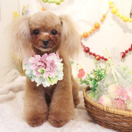 【本店】2018年5月17日のワンちゃん達♪