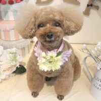 【本店】2018年5月27日のワンちゃん達♪