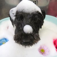 【本店】2018年5月28日のワンちゃん達♪