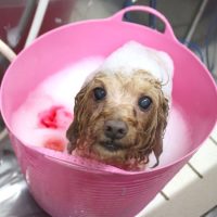 【池下店】2018年5月13日のワンちゃん達♪