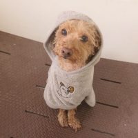 【本店】2018年5月30日のワンちゃん達♪