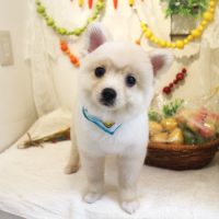 【本店】2018年5月19日のワンちゃん達♪