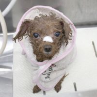 【池下店】2018年5月17日のワンちゃん達♪