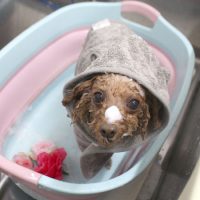 【池下店】2018年5月18日のワンちゃん達♪