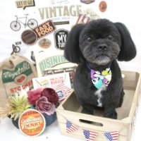 【池下店】2018年5月24日のワンちゃん達♪