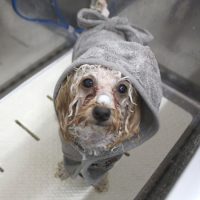 【池下店】2018年5月25日のワンちゃん達♪