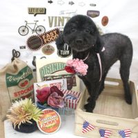 【池下店】2018年5月26日のワンちゃん達♪