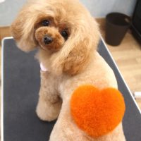 【池下店】2018年5月30日のワンちゃん達♪