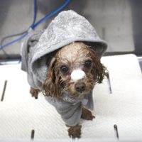 【池下店】2018年5月31日のワンちゃん達♪