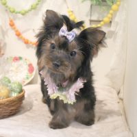 【本店】2018年5月4日のワンちゃん達♪　