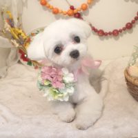 【本店】2018年5月5日のワンちゃん達♪