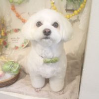 【本店】2018年5月6日のワンちゃん達♪