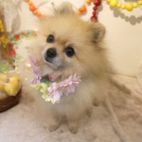 【本店】2018年5月7日のワンちゃん達♪