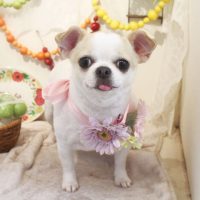 【本店】2018年5月9日のワンちゃん達♪