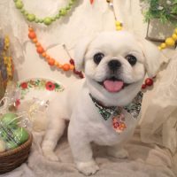 【本店】2018年5月10日のワンちゃん達♪