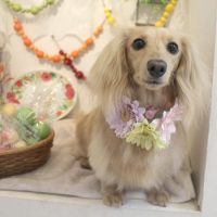 【本店】2018年5月11日のワンちゃん達♪