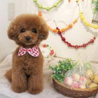 【本店】2018年5月12日のワンちゃん達♪