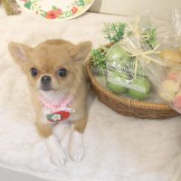 【本店】2018年5月20日のワンちゃん達♪