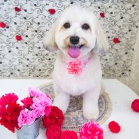 【山手店】2018年5月4日のワンちゃん達♪