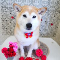 【山手店】2018年5月5日のワンちゃん達♪