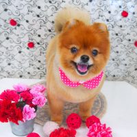 【山手店】2018年5月12日のワンちゃん達♪