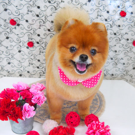 【山手店】2018年5月12日のワンちゃん達♪