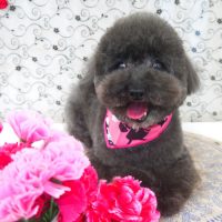 【山手店】2018年5月13日のワンちゃん達♪