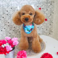 【山手店】2018年5月14日のワンちゃん達♪