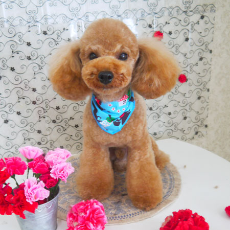 【山手店】2018年5月14日のワンちゃん達♪