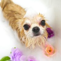 【山手店】2018年5月18日のワンちゃん達♪