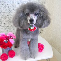 【山手店】2018年5月19日のワンちゃん達♪