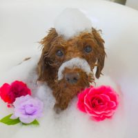 【山手店】2018年5月24日のワンちゃん達♪