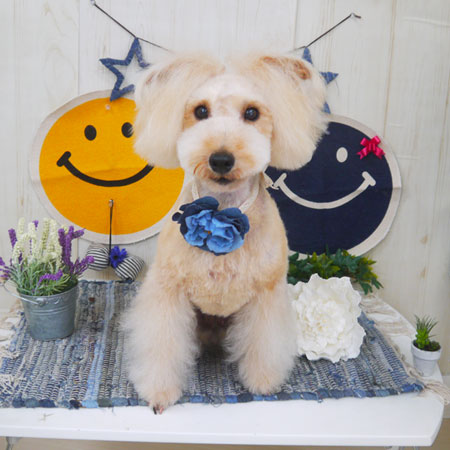 【山手店】2018年5月26日のワンちゃん達♪