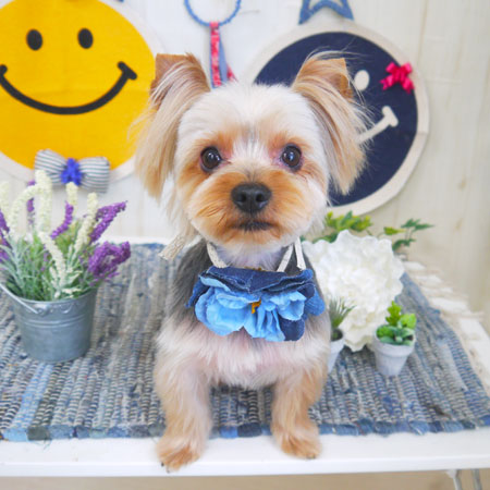 【山手店】2018年5月27日のワンちゃん達♪