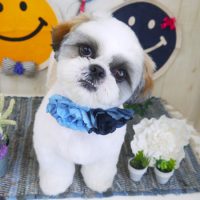 【山手店】2018年5月28日のワンちゃん達♪