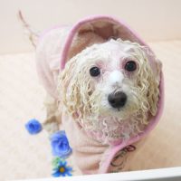 【山手店】2018年5月30日のワンちゃん達♪