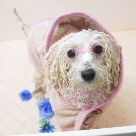 【山手店】2018年5月30日のワンちゃん達♪