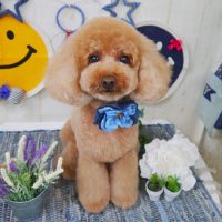 【山手店】2018年5月31日のワンちゃん達♪