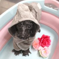 【池下店】2018年6月4日のワンちゃん達♪