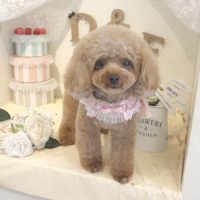 【本店】2018年6月18日のワンちゃん達♪