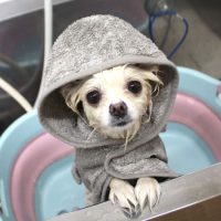 【池下店】2018年6月3日のワンちゃん達♪