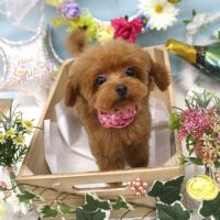 【池下店】2018年6月7日のワンちゃん達♪