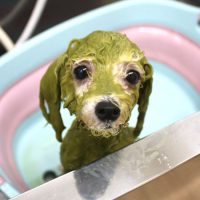 【池下店】2018年6月8日のワンちゃん達♪